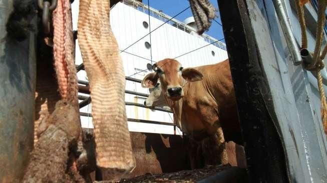 Cara Pemerintah Tekan Harga Daging, Impor Sapi dari Meksiko dan Australia