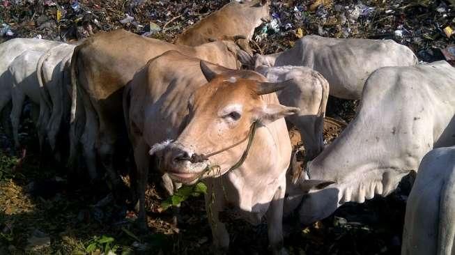 Gawat, Sapi Putri Cempo Kandung Logam Berat