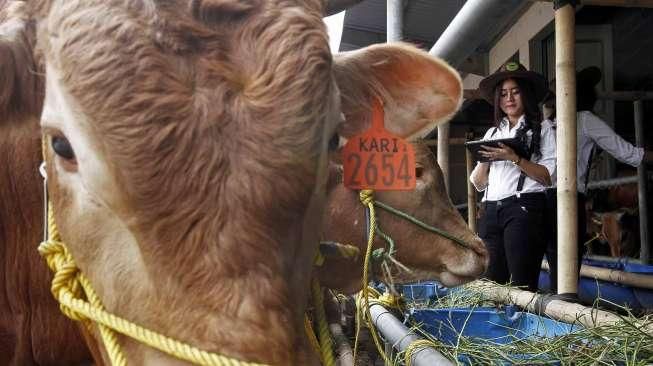 Ahok Ngambek Masih Banyak yang Jualan Hewan Kurban di Trotoar
