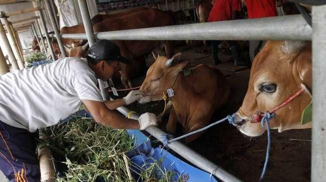 Orang Sakit Flu Tidak Boleh Kelola Daging Kurban, Kenapa?