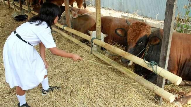 Djarot: Janganlah Jual Kurban di Trotoar, Kan Kotor