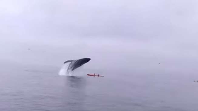 VIDEO: Lompat dari dalam Laut, Paus Nyaris Timpa Kayak