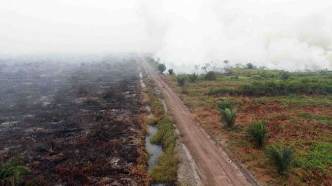 Pembakaran Lahan Masih terjadi