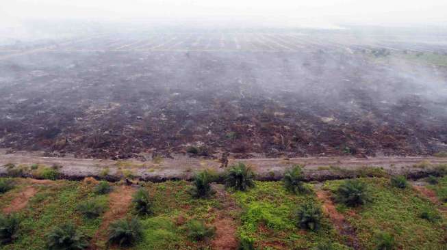 Pembakaran Lahan Masih terjadi