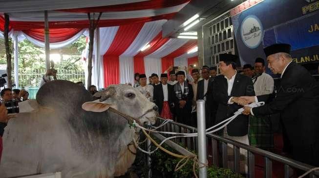 Serahkan Sapi Kurban 1,3 Ton