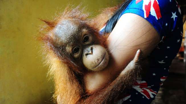 Kasihan, Orangutan Masuk Permukiman Karena Habitatnya Terbakar