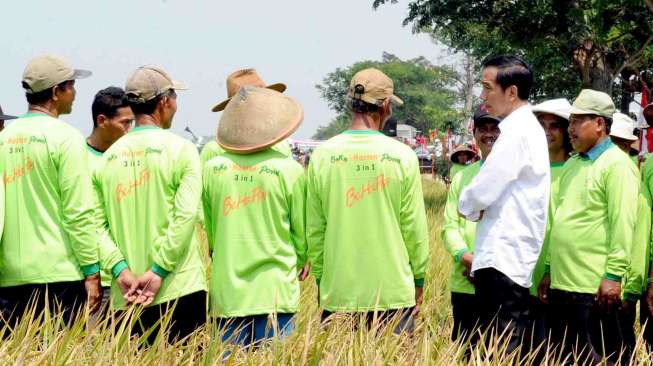 Capai Target Swasembada Pangan, Jokowi Diminta "Muliakan" Petani