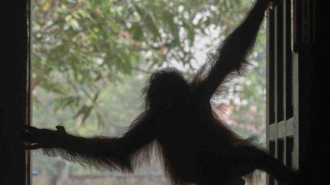 Ahok Ungkap Niat Korea Utara Tukar Macan dengan Orangutan