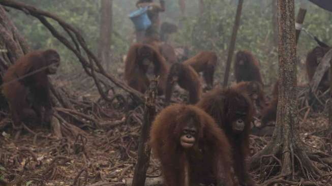 Sebanyak 473 orangutan di terimbas asap dan terpapar ISPA.