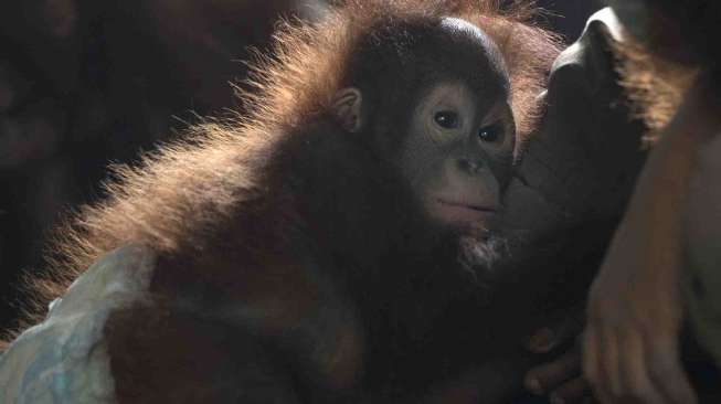 Orangutan Terimbas Asap