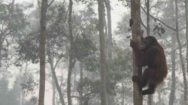 Kabut Asap di Barito Utara Semakin Pekat