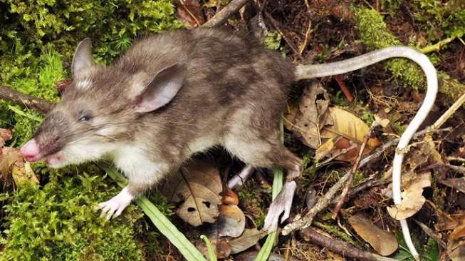 Tikus Berhidung Babi, Spesies Baru yang Ditemukan di Indonesia