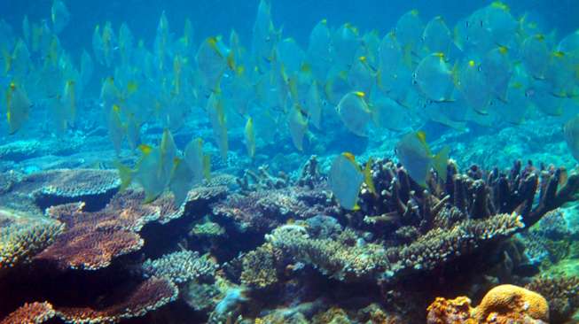 Menguak Pesona Bawah Laut Karimata