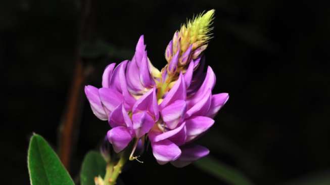 Indigofera, Pewarna Biru Alami Untuk Batik