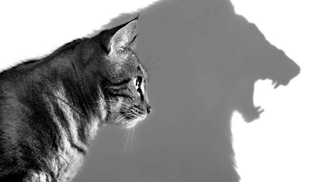 Kenapa Kucing Mendadak Galak? Ini Penyebab dan Cara Menaklukkan Kucing 'Kesurupan'