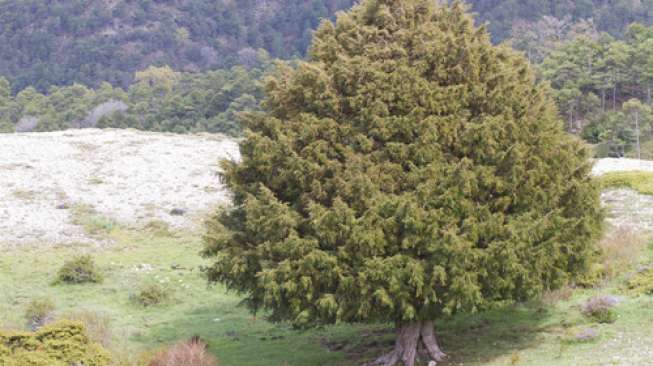 Unik, Pohon Bisa Berganti Jenis Kelamin