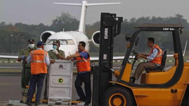 Repatriasi 14 Ekor Orangutan