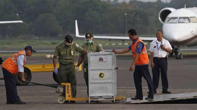 Operasional Bandara Pondok Cabe Disatukan dengan Bandara Halim