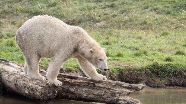 Ilustrasi beruang kutub. [Shutterstock]