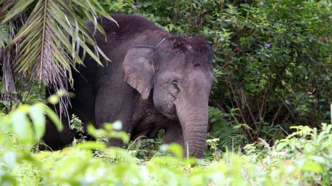 Kabar Warga Siak Ditemukan Tewas Mengenaskan Diinjak Gajah Liar