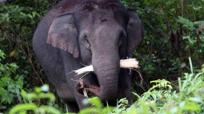 Sebanyak 73 ekor gajah liar sudah memasuki area permukiman warga dan merusak ratusan hektar perkebunan. 