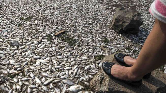 Ini Tiga Dugaan Penyebab Matinya Jutaan Ikan di Laut Jakarta