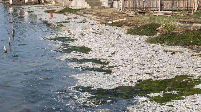 Agar Tak Keracunan, Warga Diminta Tak Makan Ikan Mati di Ancol