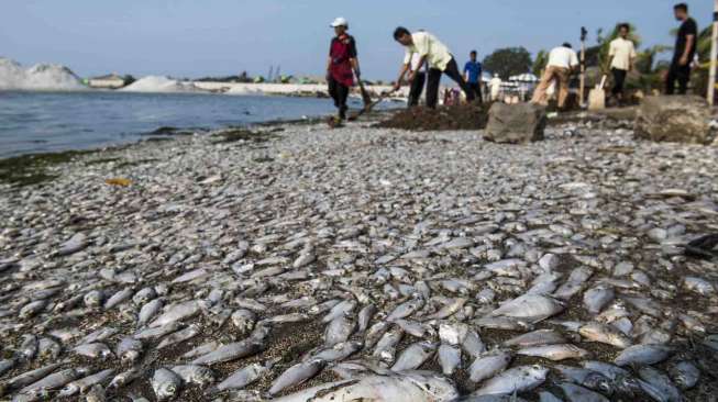 Ahok: Ikan di Kolam Epicentrum Mati Juga