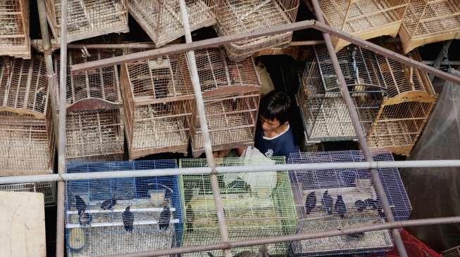 PD Pasar Jaya akan merelokasi Pasar Burung Pramuka ke kawasan Jalan Raya Bekasi, Jatinegara Kaum, Pulogadung.