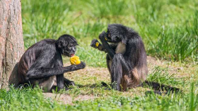 Pakar: Butuh Tiga Tahun Ubah Karakter Monyet