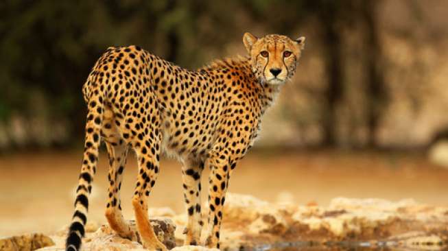 Ilustrasi Cheetah. [Shutterstock]