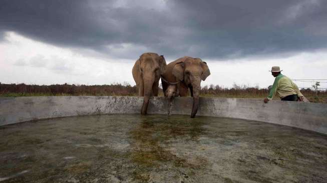 Rumah Sakit Gajah Pertama di Asia