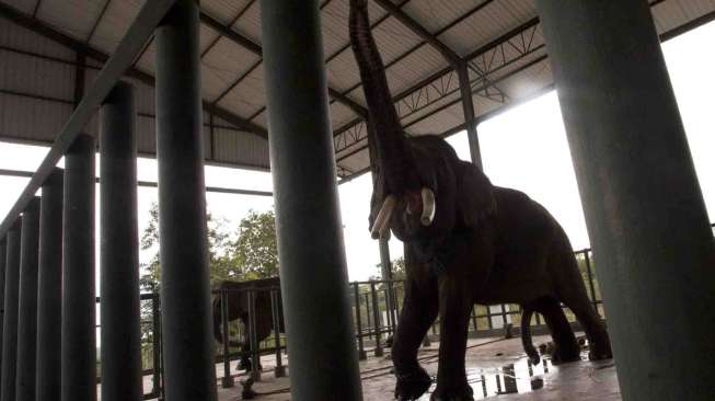 Rumah Sakit Gajah Pertama di Asia