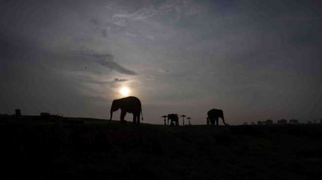 Rumah Sakit Gajah di Taman Nasional Way Kambas (TNWK) di Lampung Timur.