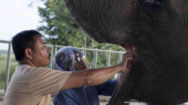 Rumah Sakit Gajah Pertama di Asia