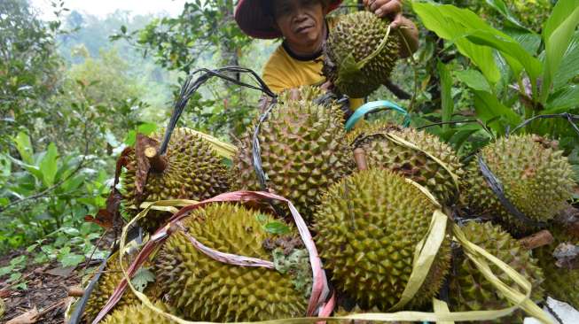 Durian Kempis Menangkan Kontes Rancamaya