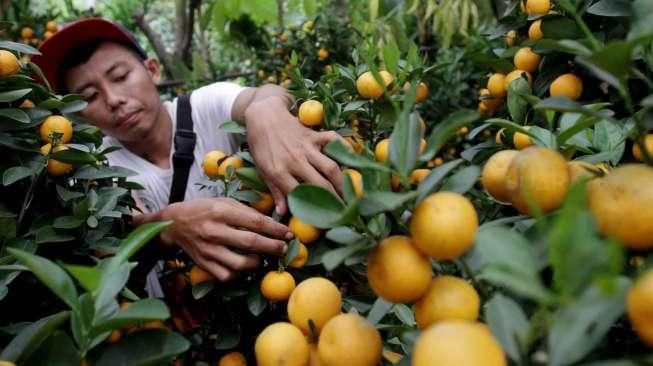 Pedagang buah jeruk jenis kumquat dan chusa yang diimpor dari Cina di kawasan Senayan, Jakarta, Senin (1/2).