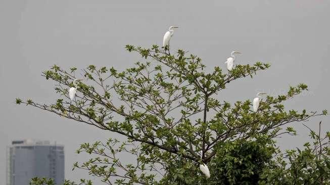 Burung Kuntul Besar (Egretta alba) berada di sekitar pemukiman warga di kawasan Muara Angke, Jakarta, Senin (1/2).