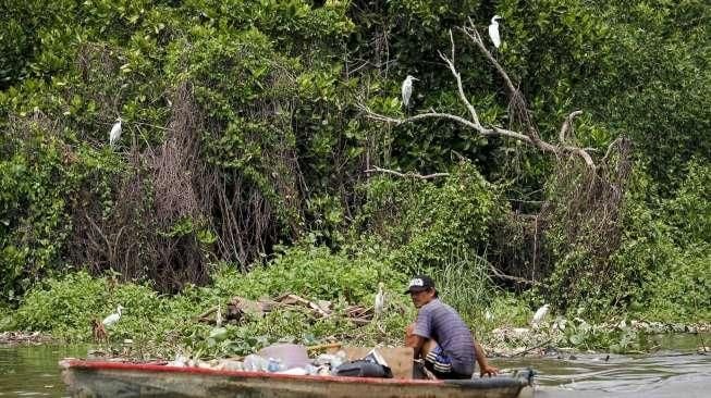 Habitat Burung Kuntul Terancam