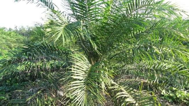 Investor Sawit Asal Jepang Investasi 90 Juta Dolar AS di Riau