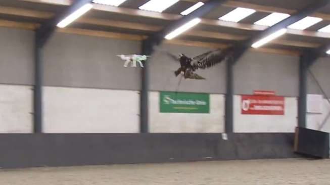 Kepolisian Belanda Latih Burung Elang untuk Basmi Drone