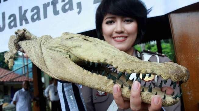 Pemusnahan Barang Bukti Kulit Satwa