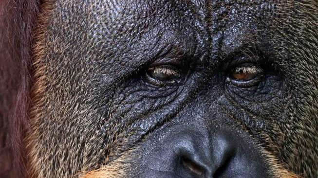 Orangutan Sumatera Dievakuasi