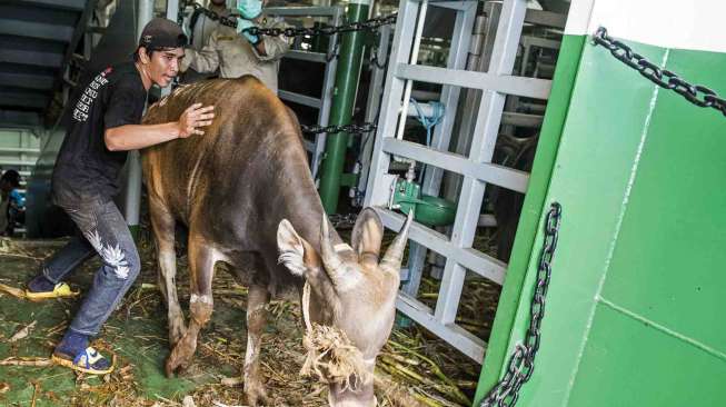 Pedagang Enggan Beli Sapi dari NTT Karena Bobotnya Rendah