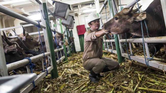 Kedatangan Sapi Lokal