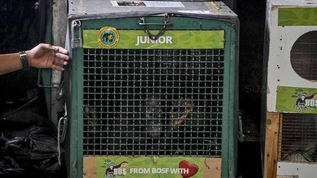 Repatriasi Tujuh Orangutan