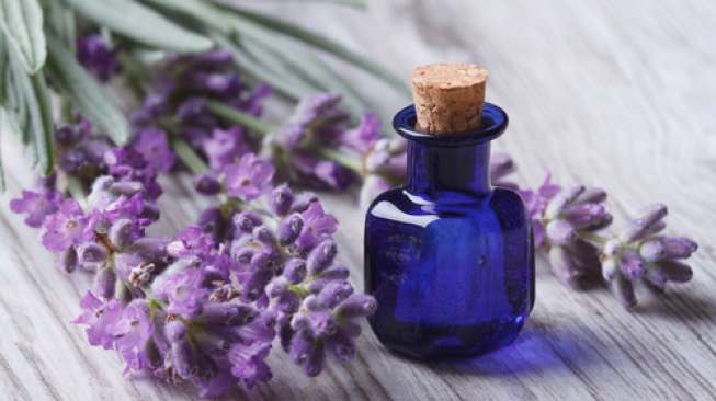 Sedang Stres, Redakan dengan Hirup Aroma Bunga Lavender