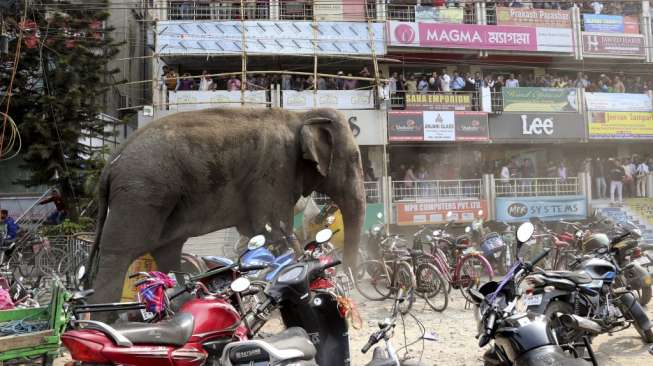 Gajah "Ngamuk" di India, 100 Rumah Rusak