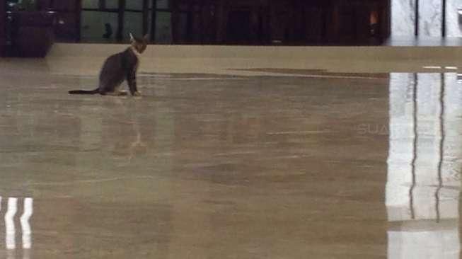 Seekor Kucing Bermata Satu Berhasil Kecoh Sistem Keamanan DPR