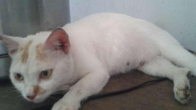 Bunuh Kucing Tetangga, Lelaki Tua Ini Dibui 7 Tahun